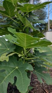 Chicago fig tree